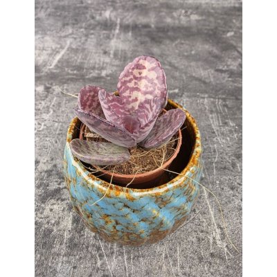 Kalanchoe Zebra mini – Hledejceny.cz