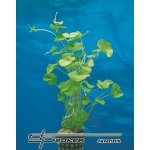 Hydrocotyle leucocephala – Zboží Dáma