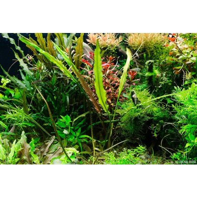 Cryptocoryne albida – Hledejceny.cz
