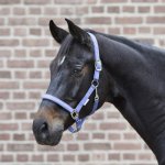 WALDHAUSEN Stájovka Little Horse tmavě modrá – Zboží Mobilmania