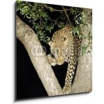 Obraz 1D - 50 x 50 cm - leopard leopard panther Jižní Afrika – Hledejceny.cz