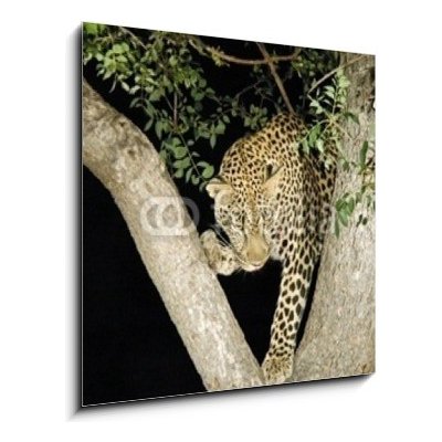 Obraz 1D - 50 x 50 cm - leopard leopard panther Jižní Afrika – Hledejceny.cz