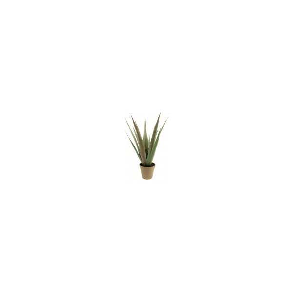 Květina Aloe-Vera rostlina 60 cm
