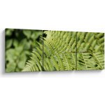 Obraz - Kapradinový list, třídílný 120x40 cm – Hledejceny.cz