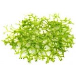 Cryptocoryne usteriana - Kryptokoryna kalatkolistá – Zboží Dáma