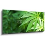 Obraz 1D panorama - 120 x 50 cm - Young cannabis plant marijuana plant detail Mladá rostlina konopí marihuany detail rostliny