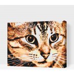 Vymalujsisam Malování podle čísel Tygří kočka – Zboží Dáma