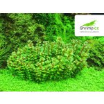 Ammania sp. Bonsai – Sleviste.cz