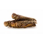 JK ANIMALS Sušené saranče 80 g – Zboží Dáma