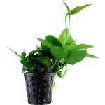 Anubias nana Large – Sleviste.cz