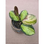 Hoya Australis Trikolor mini – Sleviste.cz