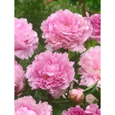 Pivoňka 'Sarah bernhardt' v květináči – Zbozi.Blesk.cz