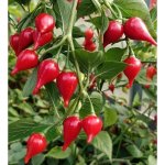 Chupetinho Alaranjado – HobbyKompas.cz