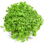 Hemianthus callitrichoides Cuba – Hledejceny.cz