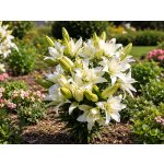 Lilie 'Roselily Edsilia ®' 1 ks – Hledejceny.cz