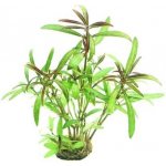 Hygrophila lancea Araguaia – Sleviste.cz