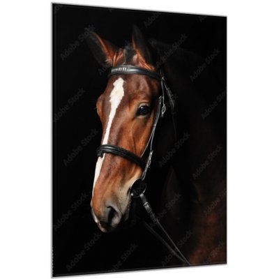 Obraz skleněný hnědý kůň s bílou lysinou - 100 x 150 cm