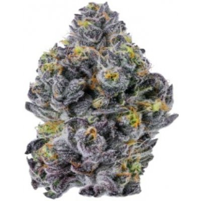 Growers Choice Sticky Wasabi Triploid F1 semena neobsahují THC 10 ks – Zboží Dáma