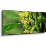 Skleněný obraz 1D panorama - 120 x 50 cm - Marijuana Marihuana