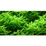 Rotala rotundifolia green – Zboží Dáma