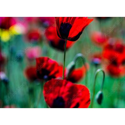 WEBLUX 431365437 Samolepka fólie Red poppy flowers ina meadow Červené květy máku na louce, rozměry 100 x 73 cm – Zbozi.Blesk.cz