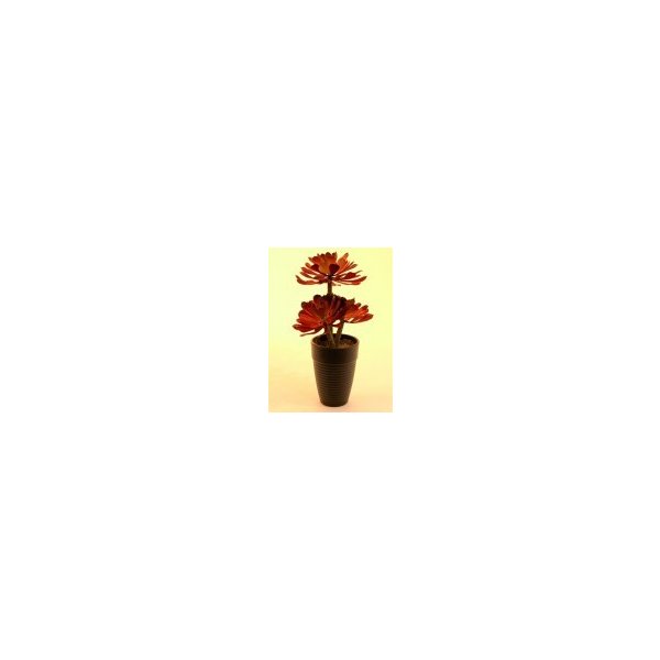 Květina Aeoniium rostlina tmavě-červená 28 cm