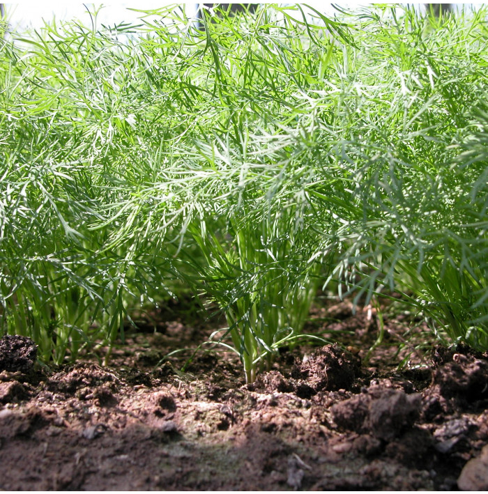 Kopr vonný Oliver - Anethum graveolens - semena kopru - 500 ks