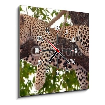 Obraz s hodinami 1D - 50 x 50 cm - Leopard sleeping on the tree Leopard spí na stromu