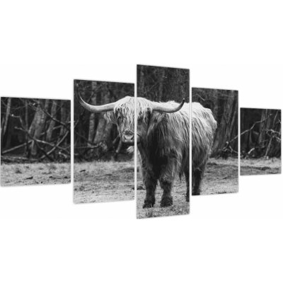 Obraz - Skotská kráva 3,černobílá, pětidílný 150x80 cm – Hledejceny.cz