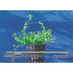 Micranthemum umbrosum - Malokvětka tmavá – Zboží Mobilmania