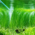 Eleocharis vivipara - Bahnička živorodá – Zboží Dáma