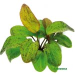 Echinodorus Ozelot – Hledejceny.cz