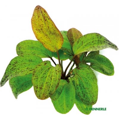 Echinodorus Ozelot – Hledejceny.cz