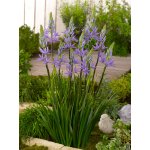 Ladoník 'Caerulea' 1 ks – Zboží Dáma