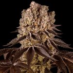Barney's Farm Purple Punch semena neobsahují THC 3 ks – Zboží Dáma