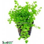 Micranthemum umbrosum - Malokvětka tmavá – Zboží Mobilmania