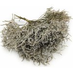 mech-mech.cz Sušená Limonka tatarská (Limonium Tataricum) - bílá – Zboží Mobilmania