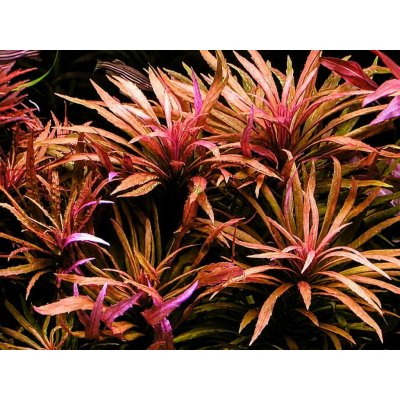 Pogostemon stellatus Broad Leaf 5,5 cm – Zboží Mobilmania
