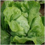 Salát hlávkový raný Amur - Lactuca sativa - semena salátu - 500 ks – Zboží Mobilmania