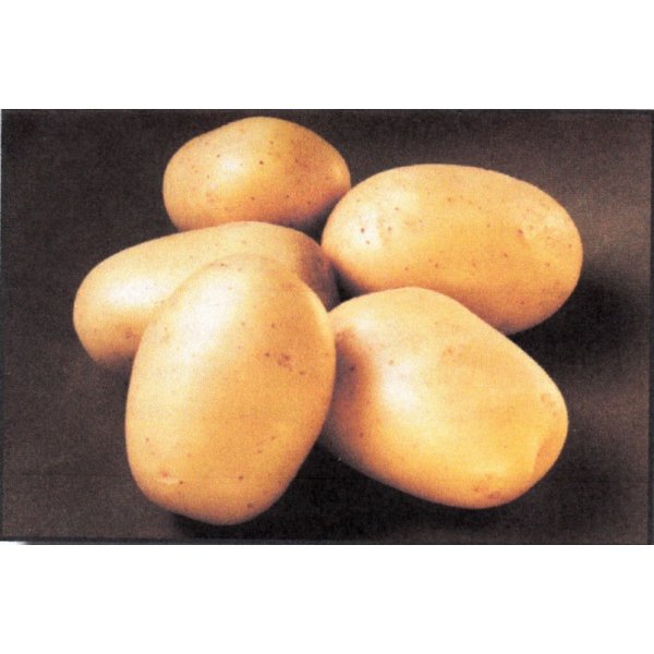 Osivo a semínko Sadbové brambory BALLERINA rané 5kg