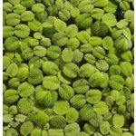 Salvinia minima – Hledejceny.cz