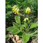 Bylinná lékárna Prvosenka jarní květ Primulae flos 200 g – Hledejceny.cz