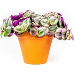 Gardners Tradescantia albiflora Nanouk, průměr 12 cm Podeňka, voděnka – Hledejceny.cz