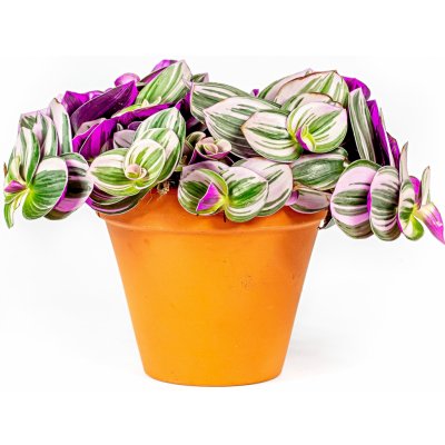 Gardners Tradescantia albiflora Nanouk, průměr 12 cm Podeňka, voděnka – Hledejceny.cz