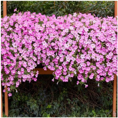 Petúnie Diamond Pearly Shades F1 - Petunia hybrida nana - prodej semen - 12 ks