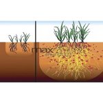 Rašelina Soběslav Mykorhizní houby pro plodovou zeleninu 150 g – Zboží Mobilmania