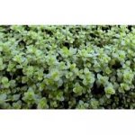 Micranthemum micranthemoides – Zboží Mobilmania