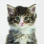 Ubrousek 33x33cm KOTĚ – Hledejceny.cz