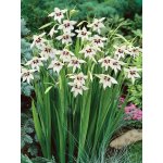 Paví orchidej Acidanthera 10 ks – Sleviste.cz