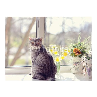 WEBLUX 44792547 Fototapeta papír cat sitting on the windowsill in the flowers on the background o kočka sedí na parapetu v květech na pozadí o rozměry 360 x 266 cm